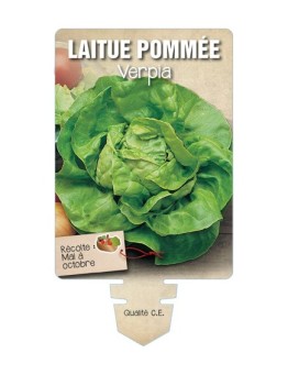 LAITUE POMMÉE VERPIA *