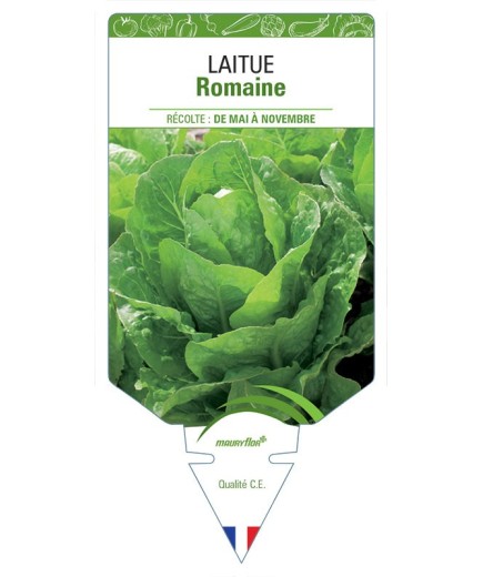 LAITUE ROMAINE