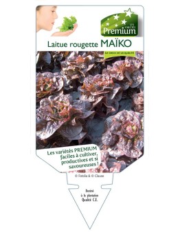 LAITUE ROUGETTE MAÏKO