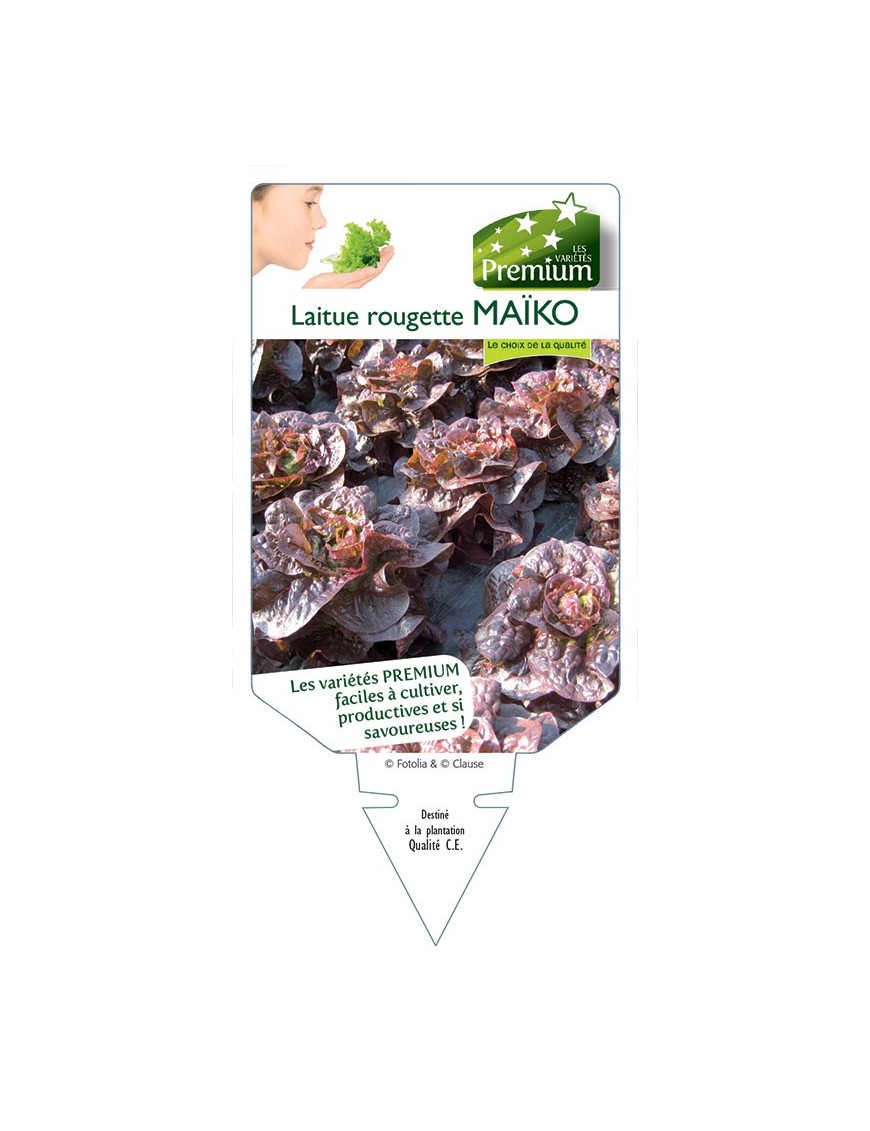 LAITUE ROUGETTE MAÏKO
