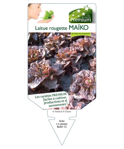 LAITUE ROUGETTE MAÏKO