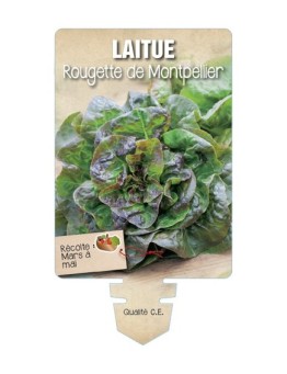 LAITUE ROUGETTE DE MONTPELLIER *