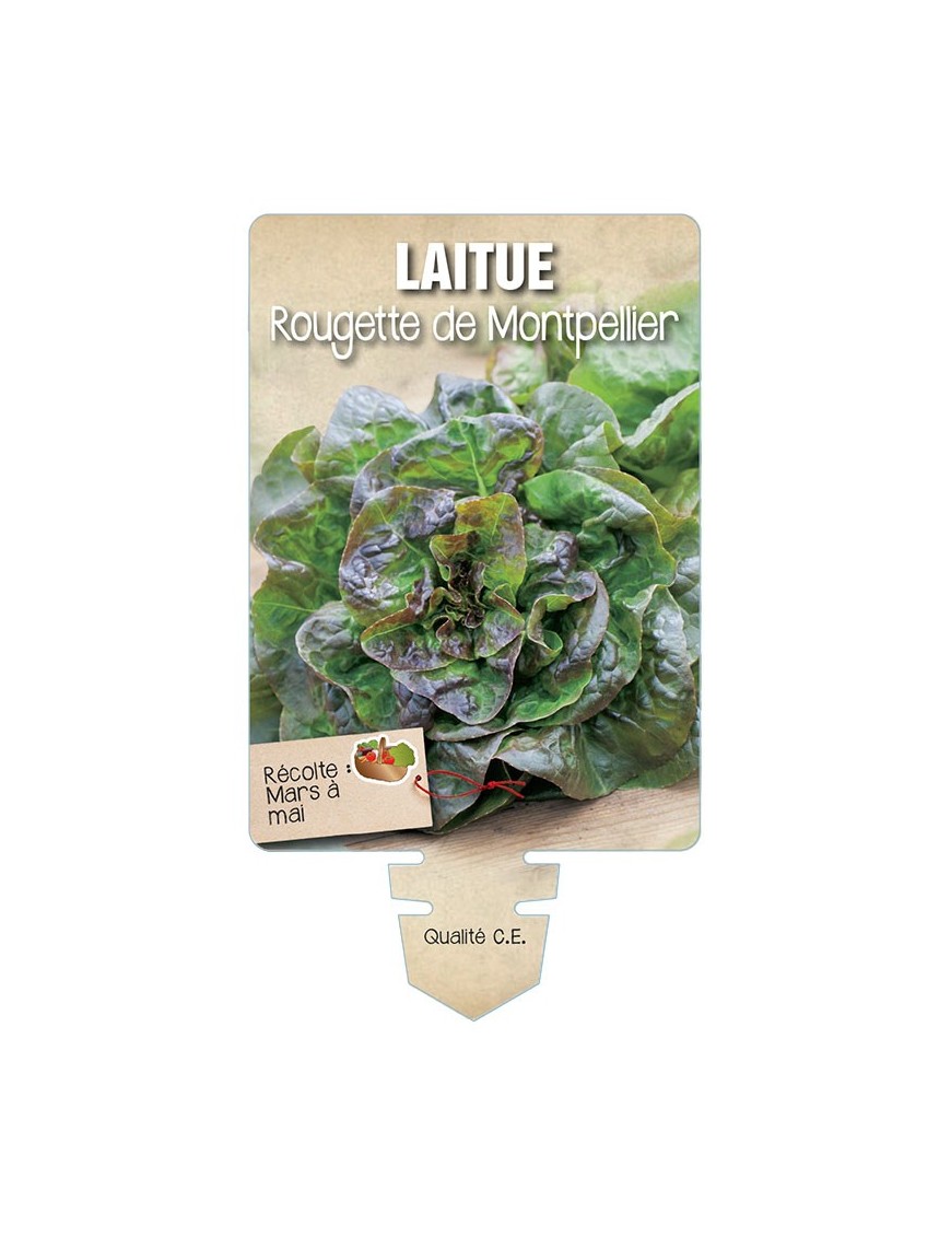 LAITUE ROUGETTE DE MONTPELLIER *