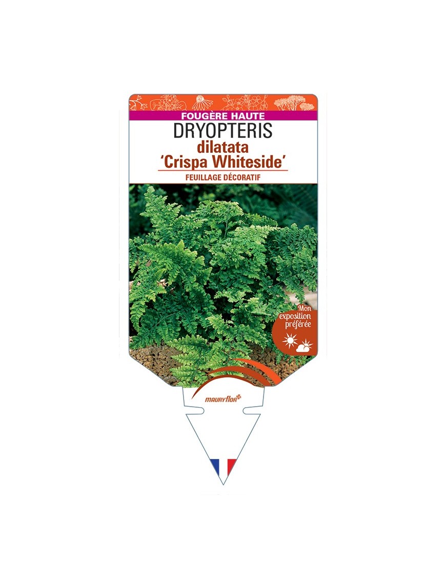 DRYOPTERIS dilatata Crispa Whiteside