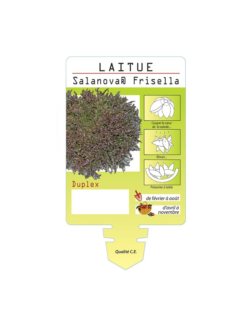 LAITUE SALANOVA ® FRISELLA DUPLEX *