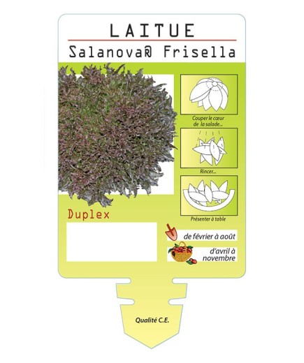 LAITUE SALANOVA ® FRISELLA DUPLEX *