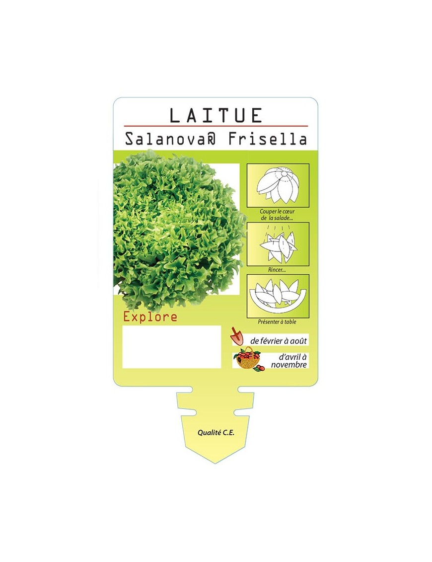 LAITUE SALANOVA ® FRISELLA EXPLORE *