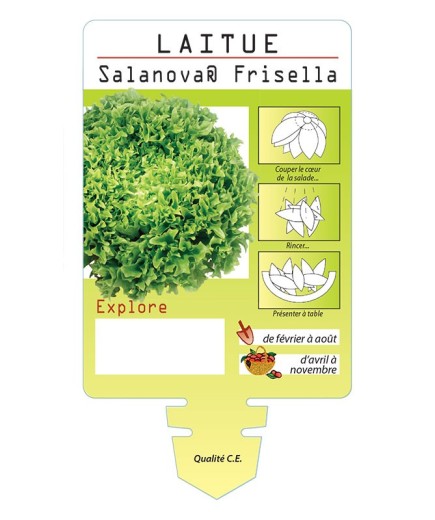 LAITUE SALANOVA ® FRISELLA EXPLORE *