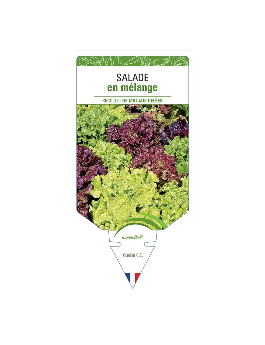 (Laitue) SALADES EN MÉLANGE