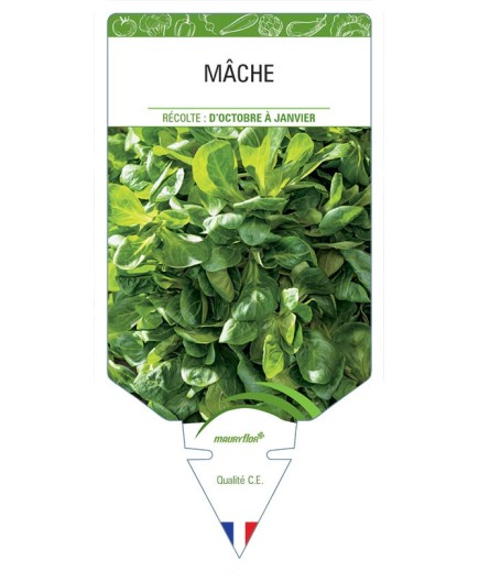 MÂCHE