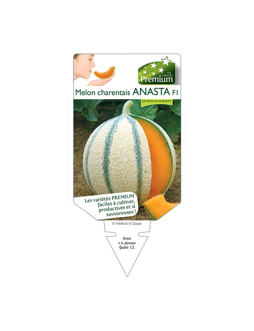 MELON CHARENTAIS ANASTA F1