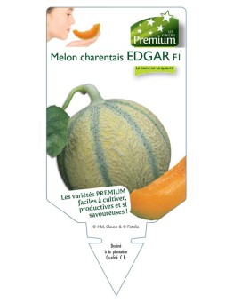 MELON CHARENTAIS EDGAR F1