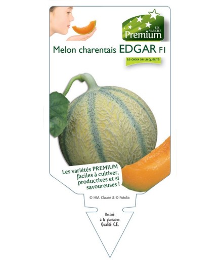 MELON CHARENTAIS EDGAR F1