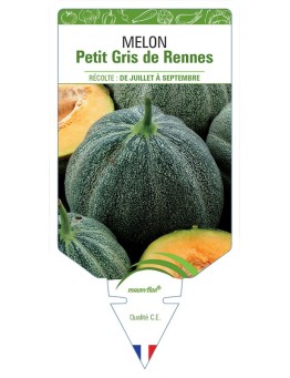 MELON PETIT GRIS DE RENNES *