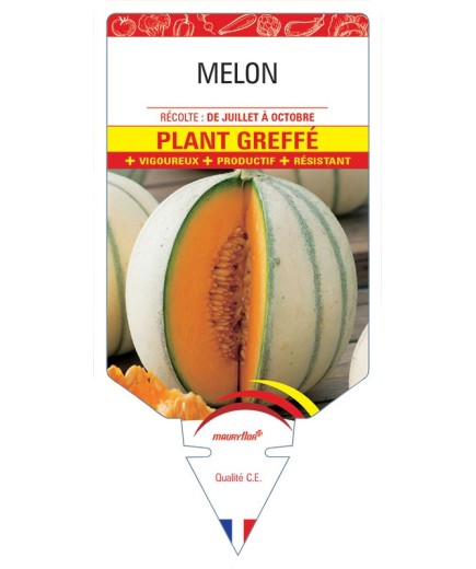 MELON PLANT GREFFÉ
