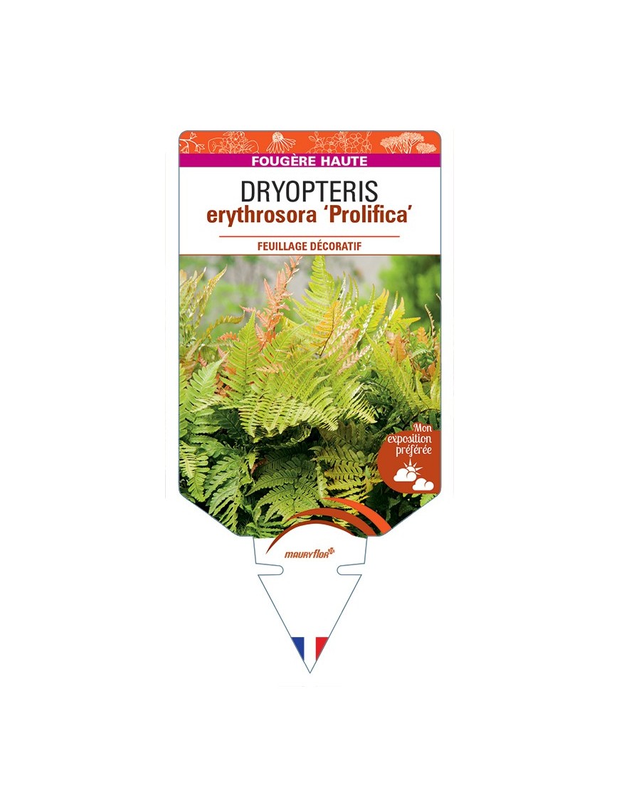 DRYOPTERIS erythrosora Prolifica