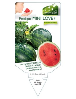 PASTÈQUE MINI LOVE F1