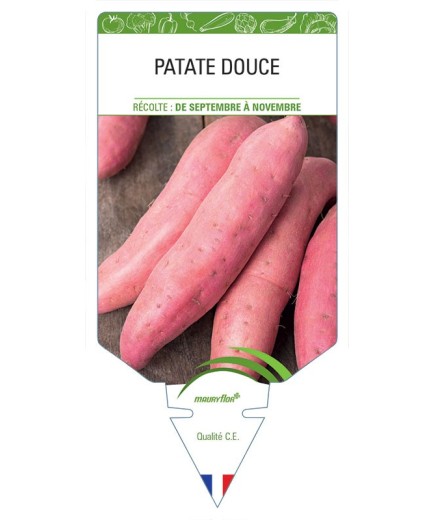 PATATE DOUCE