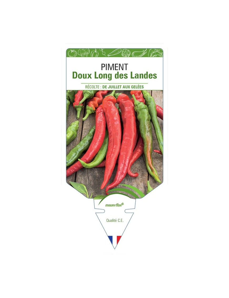PIMENT DOUX LONG DES LANDES