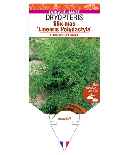 DRYOPTERIS filix-mas Linearis Polydactyla