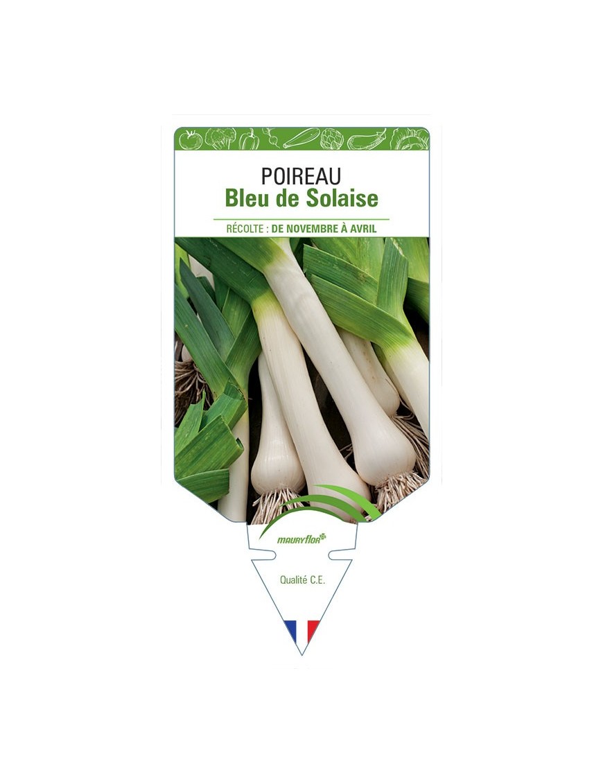 POIREAU BLEU DE SOLAISE