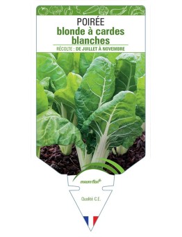 POIRÉE BLONDE A CARDE BLANCHE