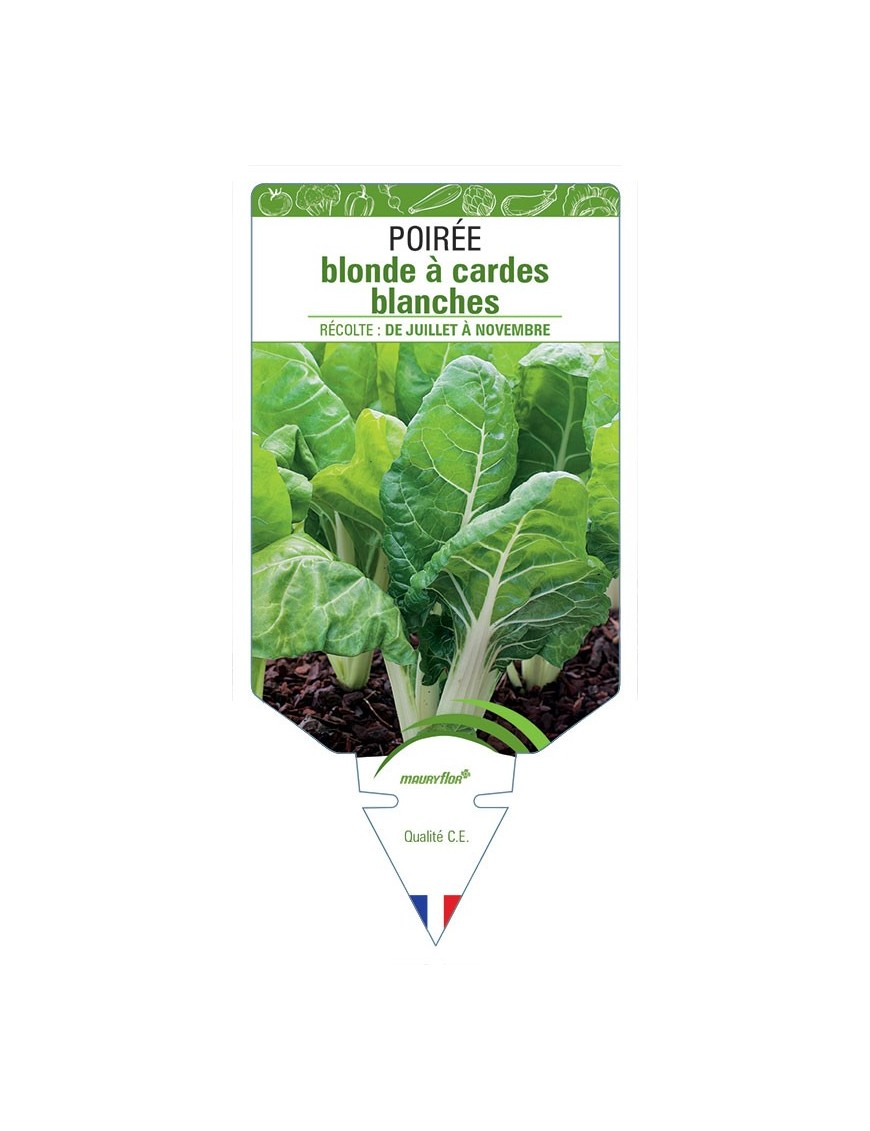 POIRÉE BLONDE A CARDE BLANCHE