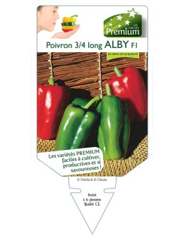 POIVRON 3/4 LONG ALBY F1