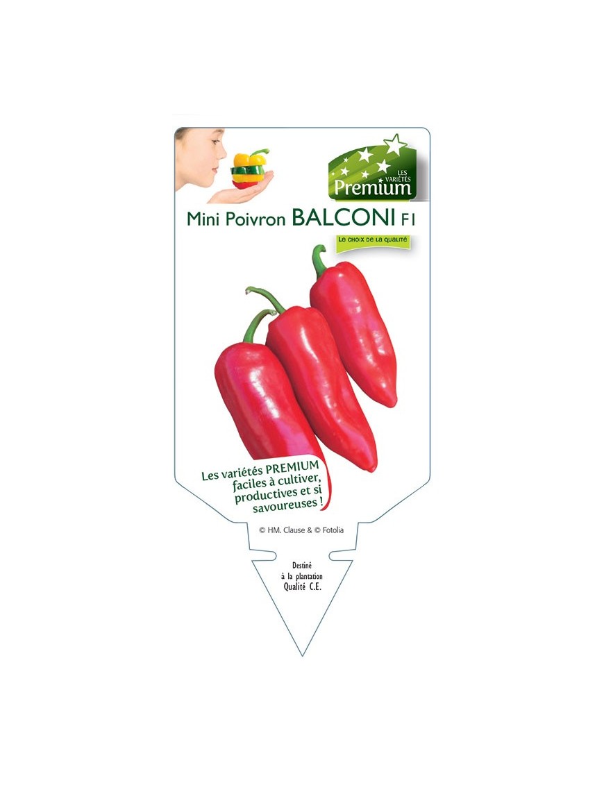 MINI POIVRON BALCONI F1
