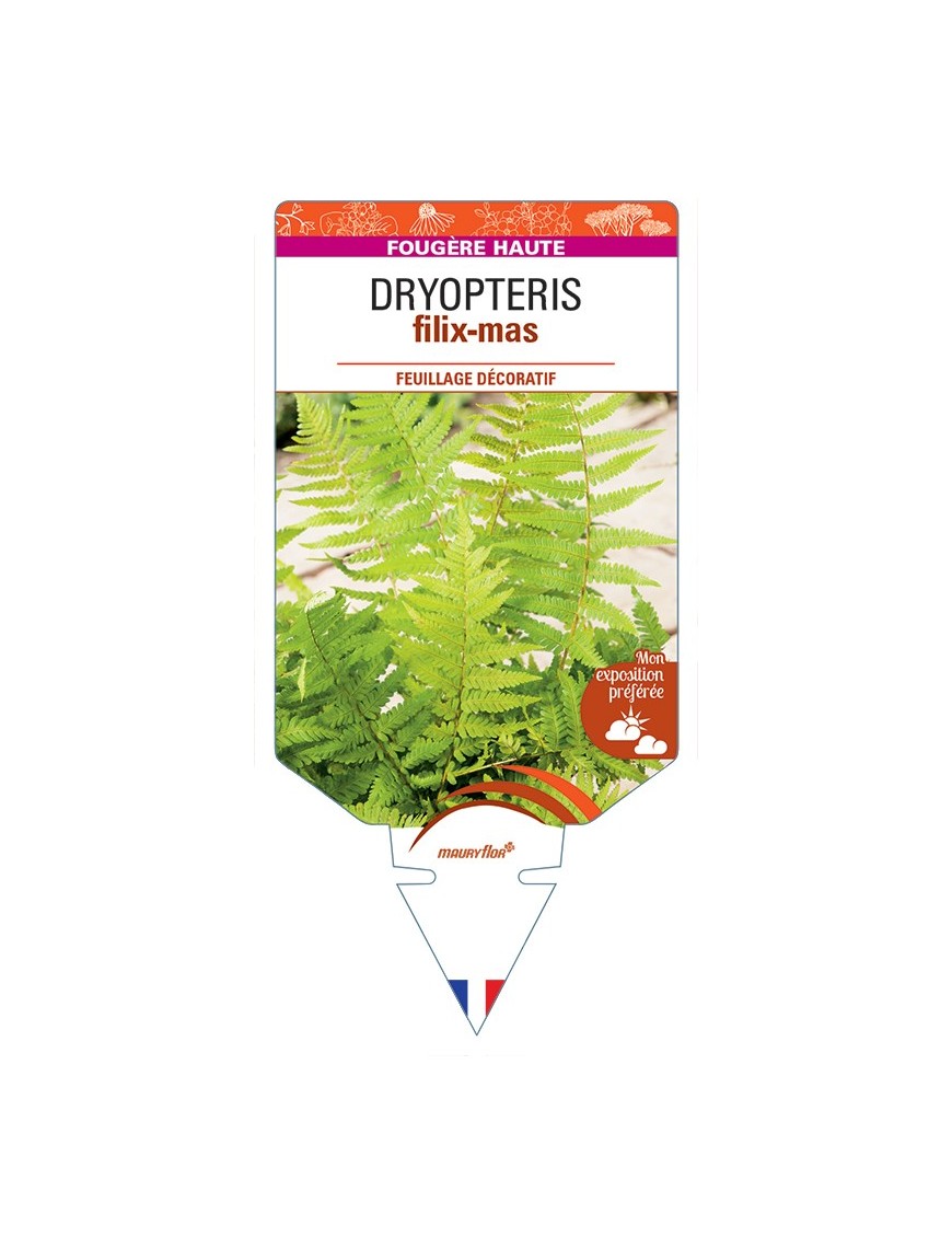 DRYOPTERIS filix-mas