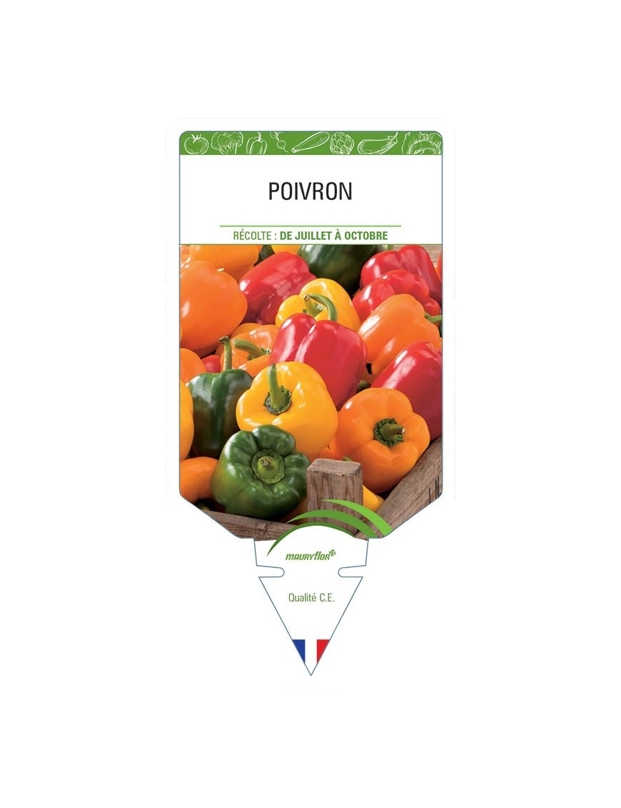 POIVRON (jaune, rouge, vert) *