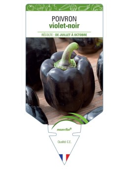 POIVRON VIOLET-NOIR *