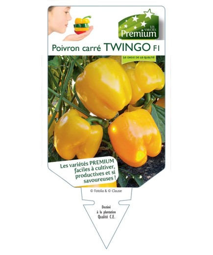 POIVRON CARRÉ TWINGO F1