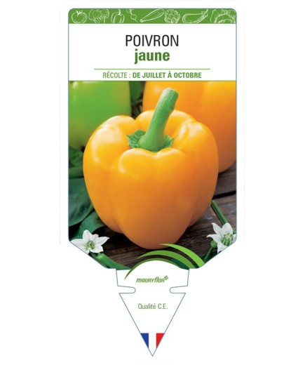 POIVRON JAUNE