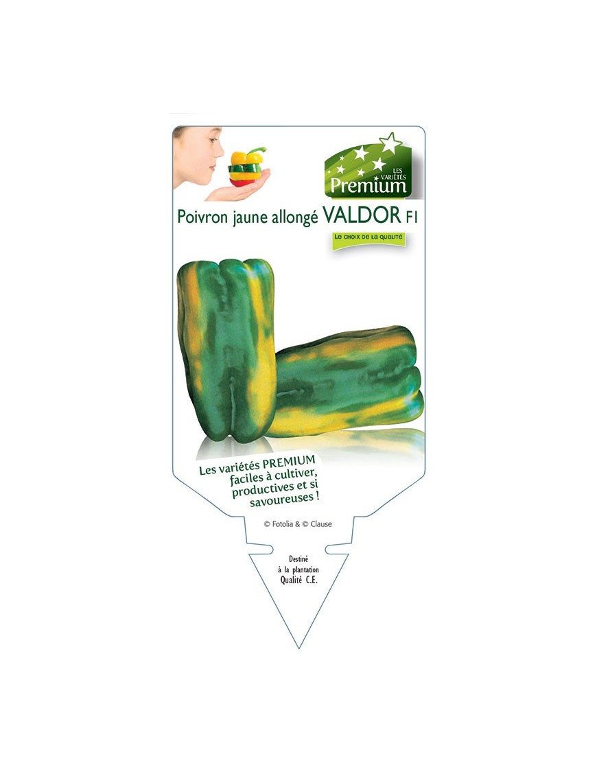 POIVRON JAUNE ALLONGÉ VALDOR F1