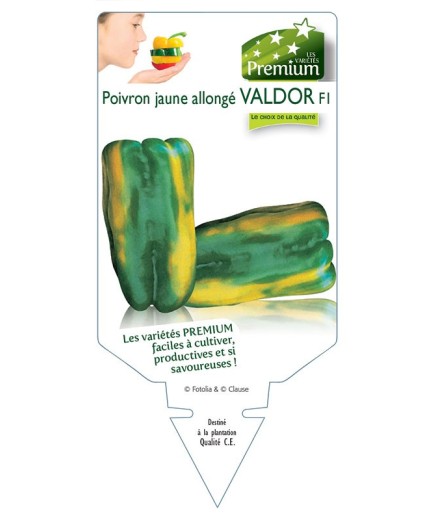 POIVRON JAUNE ALLONGÉ VALDOR F1