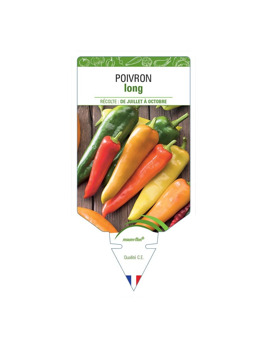 POIVRON LONG (jaune, rouge, vert) *