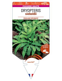 DRYOPTERIS sieboldii