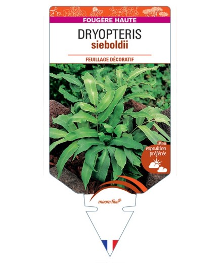 DRYOPTERIS sieboldii