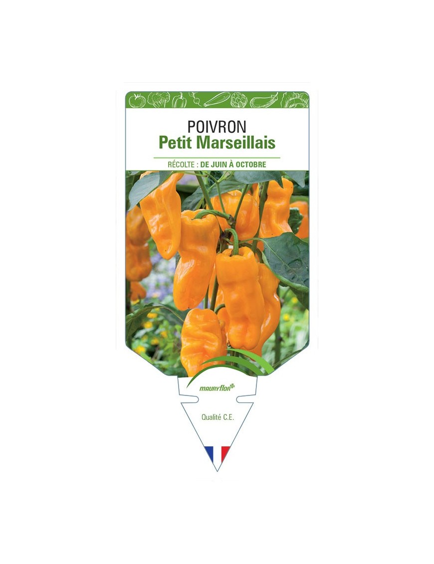 POIVRON PETIT MARSEILLAIS *