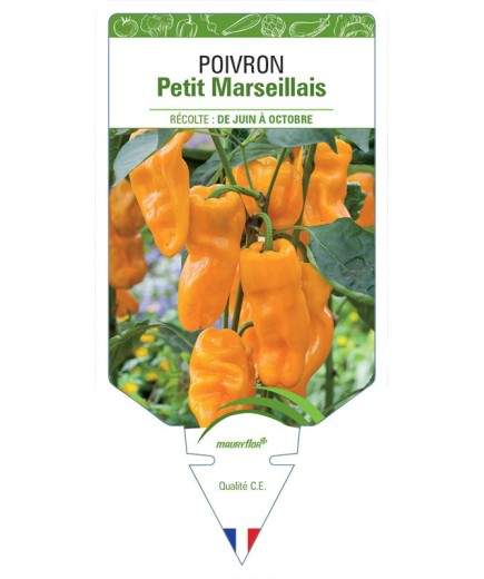 POIVRON PETIT MARSEILLAIS *