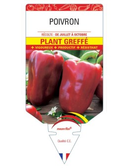 POIVRON PLANT GREFFÉ (jaune, rouge, vert)