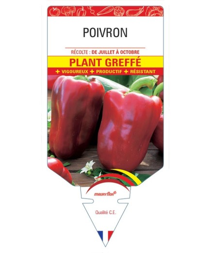 POIVRON PLANT GREFFÉ (jaune, rouge, vert)
