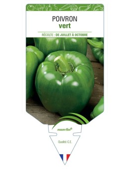 POIVRON VERT