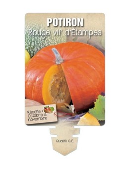 POTIRON ROUGE VIF D'ÉTAMPES