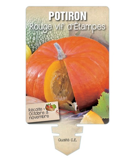 POTIRON ROUGE VIF D'ÉTAMPES