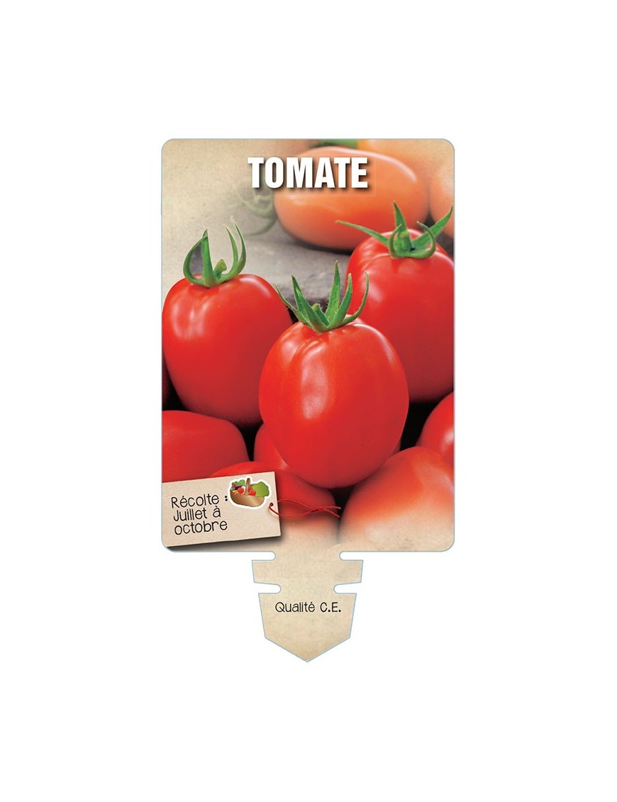 TOMATE (sans nom - Fruits allongés)