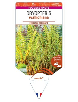 DRYOPTERIS wallichiana