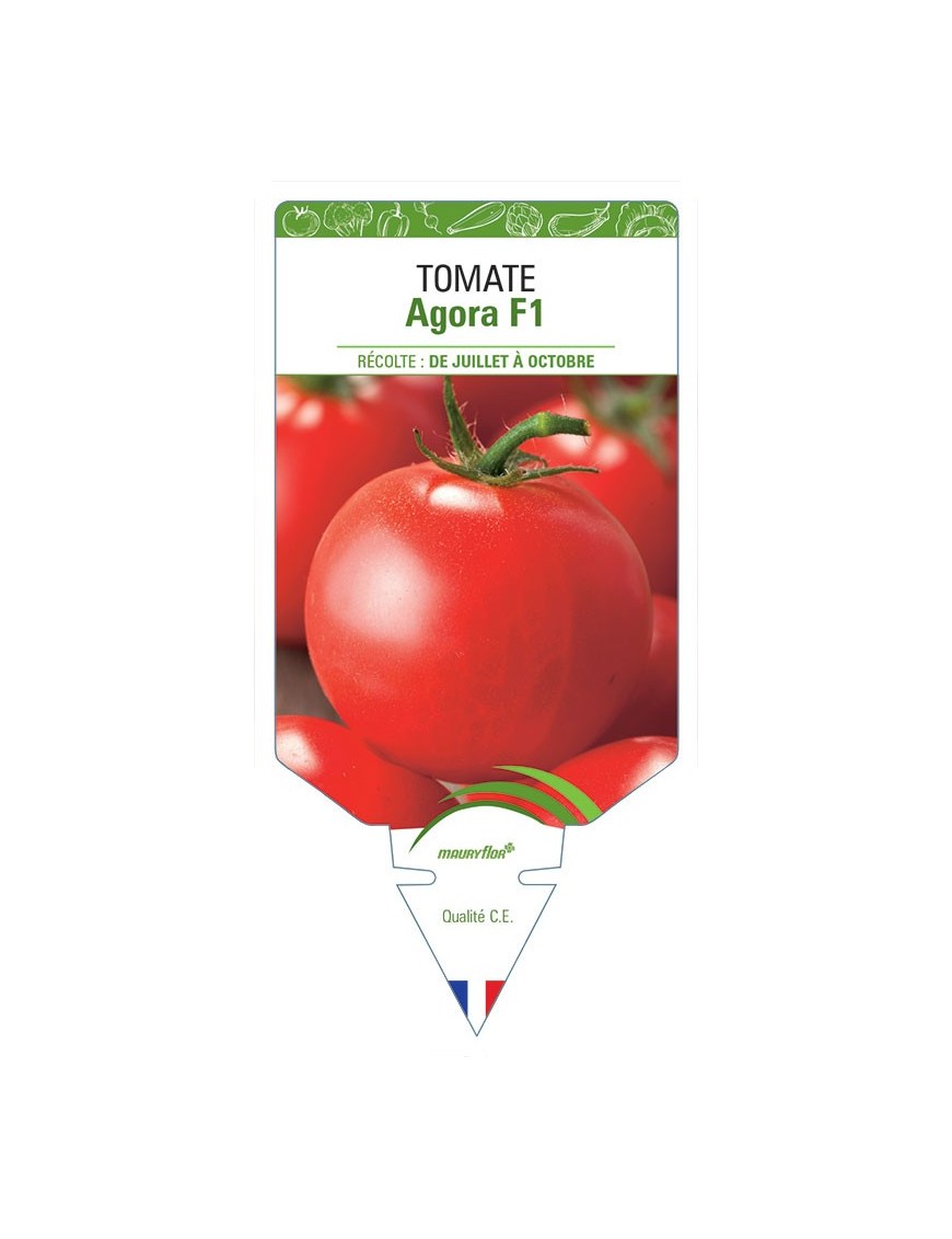 TOMATE AGORA F1