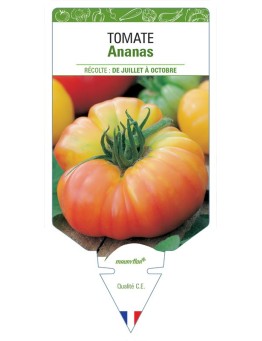 TOMATE ANANAS